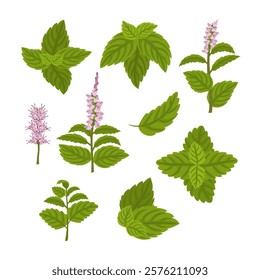 Set of Green Mint or Peppermint Fresh Leaf collection, Blossoming Flower, Sprigs of mint, Mentha piperita, Lemon balm herb with engraving. Alternative medicine and herbology concepts.