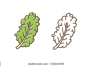 Set of green and monochrome leaves of kale in line art style. Fresh leaf of colorful and outline cabbage vector illustration. Natural organic vegetable with vitamin for dietary and healthy nutrition