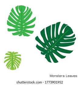 Set of green monstera leaves, Vector plant set, eps10 vector format.