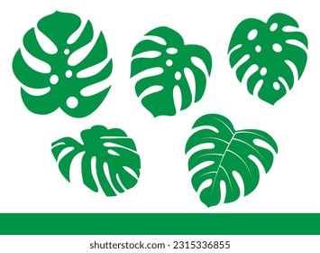 Set of green monstera tropical is isolated vector