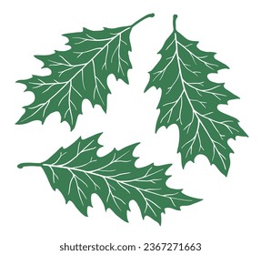 Set of green oak leaves