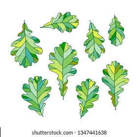 Set of green oak leaves. Vector illustration, isolated on white background