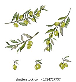 Set of green olive tree branches isolated on white background. Hand drawn. Collection for the design natural organic cosmetics, wrapping paper, soap, olive oil. Vector stock illustration.