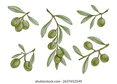 Set of green olive tree branches and ripe berries.Vector graphics.