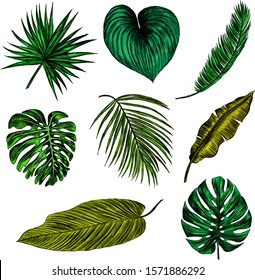 set of green palm leaves