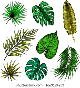 set of green palm leaves vector illustration print seamless pattern