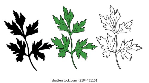 a set of green parsley and CILANTRO. isolated set of hand-drawn sprigs of fresh green cilantro with a black outline and silhouette for packaging, label design template