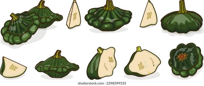 Set of Green Patty Pan squash or Scallop or Scallopini squash. Summer squash. Cucurbita pepo. Fruits and vegetables. Cartoon style. Vector illustration isolated on white background.
