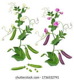 Set Green pea plant, pea pods, flowering white and pink peas. Isolate on a white background. Vector image