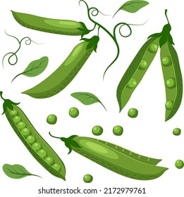 Conjunto de arvejas verdes con vainas cerradas, vainas abiertas, arvejas individuales y hojas. Ilustración vectorial de estilo plano aislada en fondo blanco.