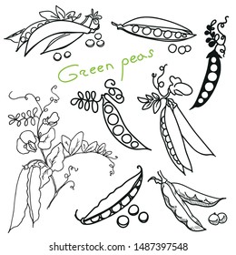 Set green peas. Hand drawn sketch graphics elements,black and white