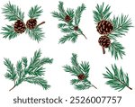 A set of green pine branches with cones in a cartoon style. Vector illustration of a Christmas pine flower with cones of large and small size isolated on a white background.