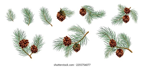 Set of green pine branches with cones in cartoon style. Vector illustration of Christmas pine branches with cones of large and small sizes isolated on white background.