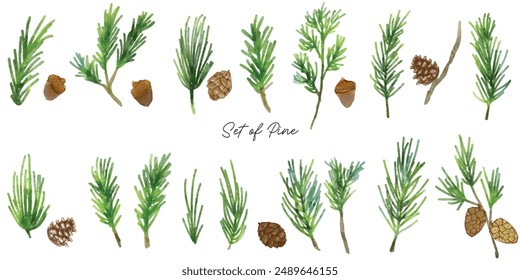 Set with green pine branches and cones. Watercolor pine and pine corn branches clipart collection. Isolated on white background vector illustration set.