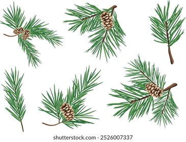 A set of green pine branches with cones in a cartoon style. Vector illustration of a Christmas pine flower with cones of large and small size isolated on a white background.