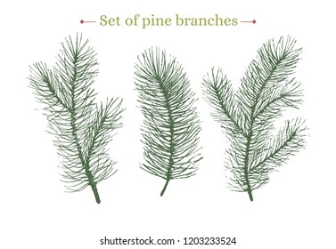 Set of green pine branches. Hand drawn. Modern. Realstic. Elements for your design. Vector.