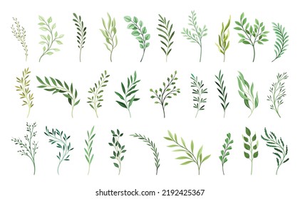 Conjunto de ramas de plantas verdes. Bellos elementos botánicos con hojas diferentes. Etiquetas de hierbas para invitaciones de boda y tarjetas de primavera. Colección vectorial plana de dibujos animados aislada en fondo blanco