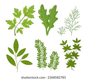 Set of green plants concept. Stems with leaves of different shapes. Nature and environment, ecosystem. Flora and botany. Cartoon flat vector collection isolated on white background