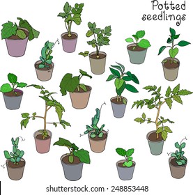 Set of green potted seedlings of different vegetables. Vector illustration.