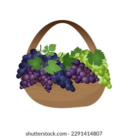 Set of green, purple and blue table grapes with leaves in a basket. Vector illustration realistic style white background.