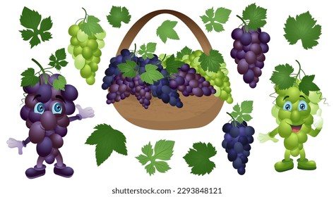 Set of green, purple and blue table grapes with leaves. Vector illustration realistic style white background.