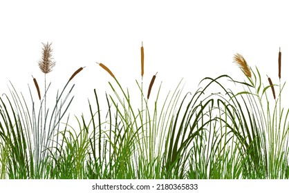 Set of a green reed or bulrush on a white background.Isolated vector drawing.