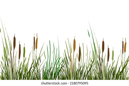 Conjunto de un carrizo verde o bifurcación sobre un fondo blanco.Dibujo vectorial aislado.