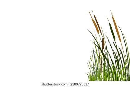 Set of a green reed or bulrush on a white background.Isolated vector drawing.