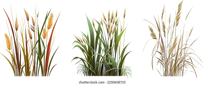 Set green  reed bulrush white background Isolated vector drawing 