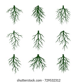 Set of Green Roots. Vector Illustration.
