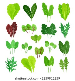 Set of green salad leaves and herbs. Green arugula, spinach, basil, and lettuce leaf cartoon vector