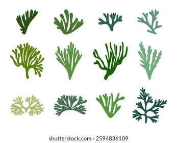 Set of green sea seaweed, algae, coral. Ocean plant elements. Hand drawn vector illustration