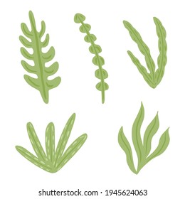 Set green seaweed isolated on white background. Abstract marine algae different Codium, Laminaria, Ulva, Caulerpa. Sketch in style doodle vector illustration.
