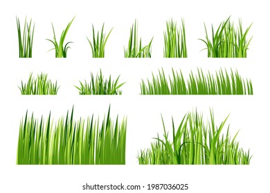 Set of green spring grass. Isolated on white background. Vector illustration.