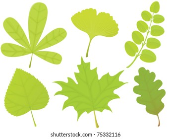 Set of green spring leaves.