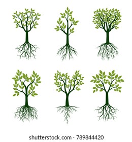 Set green spring Trees with Roots. Vector Illustration.