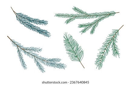 Set of green spruce pine fir branches isolated on white. Coniferous tree twigs for design. Hand drawn evergreen plant. Christmas new year holidays concept. Design element