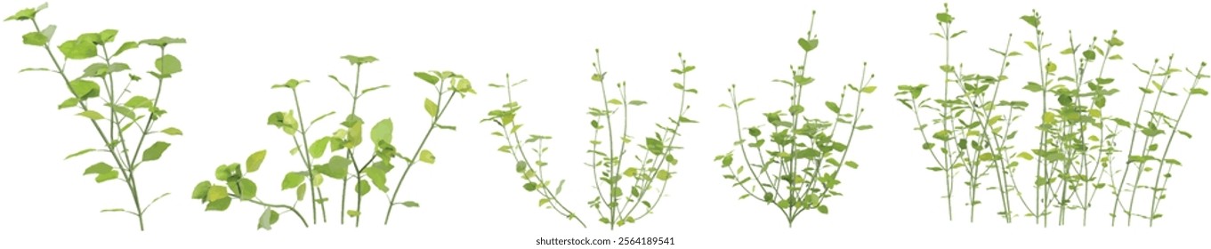 set of Green Stellaria plant on transparent background