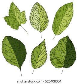 Set of green structural leaves