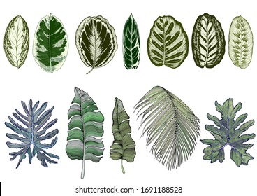 Set of green stylized tropical leaves. Hand drawn vector illustration isolated on white background.