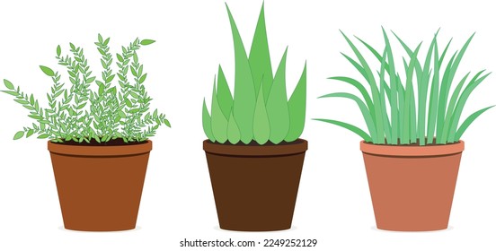 Set of green succulents in pots 