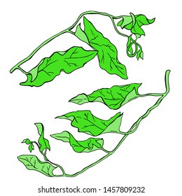 Set of green summer branches isolated on white background. Hand drawn vector illustration.