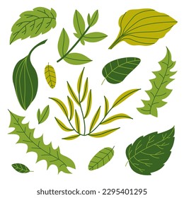 A set of green summer leaves of herbs and plants. Botany and nature. Vector flat illustration.