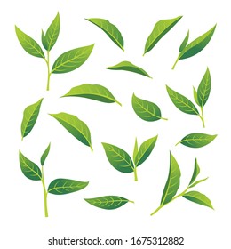 Set Of Green Tea Leaf Isolated On White Background. Vector Illustration.