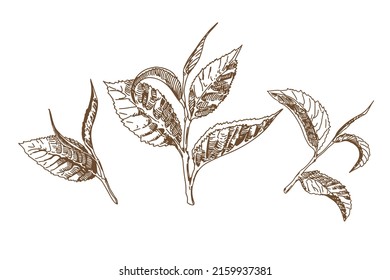 A set of green tea leaves in the engraving technique. Leaves of trees and plants. The sheet icon. Design elements for natural, eco, bio, vegan labels. Vector illustration.