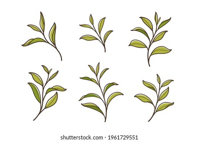 Conjunto de hojas de té verde. Ilustración vectorial plana.