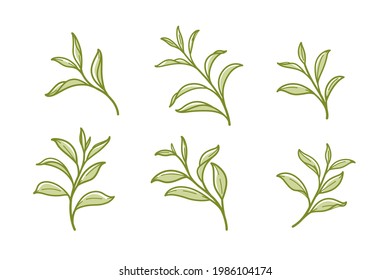 Set of green tea leaves. Flat vector illustration.
