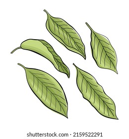 Set of green tea leaves in hand drawn style. Graphic Print for Product Packaging related to Perfumery, Soaps, Cosmetics, Herbal Medicine, Aromatherapy Essential Oils
