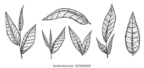 Set of green tea leaves in hand drawn sketch style