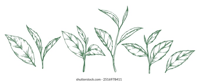 set of green tea leaves. illustration in sketch style